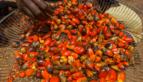 7 steps to successfully export palm oil in 2025