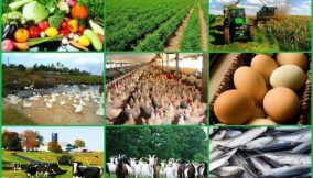 Input costs, storage to shape Nigeria’s agriculture in 2026