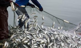 Fish farmers struggle for market share as demand rises 21%