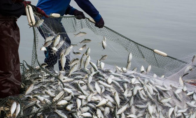 Fish farmers struggle for market share as demand rises 21%