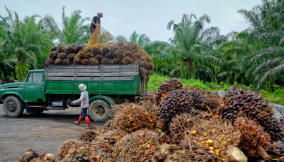Palm oil: The lost red gold – how Nigeria can reclaim its throne