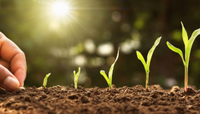 FG trains Kogi rice farmers on modern processing