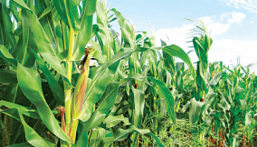 Firm trains Imo farmers on maize production to fight food insecurity