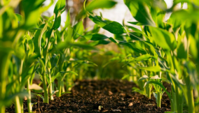 Leveraging youth and technology to drive job creation through digital platforms and agribusiness in Africa