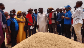 Dry season: Nasarawa farmers commend FG, IFAD’s intervention in rice production