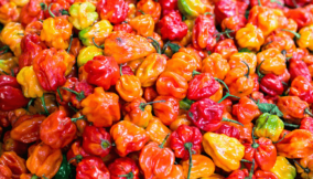 Rising pepper demand opens opportunity for growers