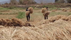 Jigawa begins dry season farming, targets 3.6m metric tonnes of rice