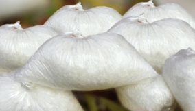 A task for NAFDAC as unbranded Monosodium Glutamate floods northern markets