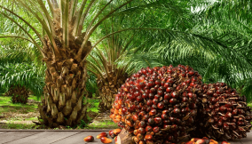 Aging trees, farmers dim Nigeria’s palm oil prospects