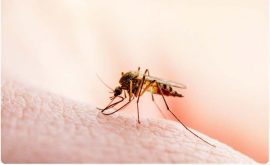 World malaria day