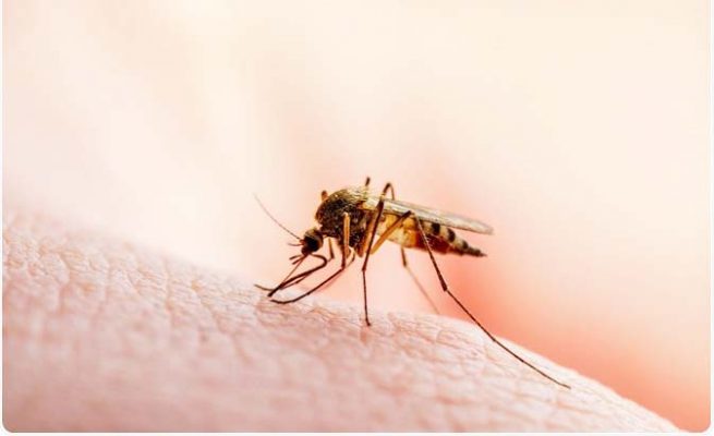 World malaria day