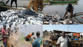 Untold story: Why Adamawa’s River Wulum became centre of attraction