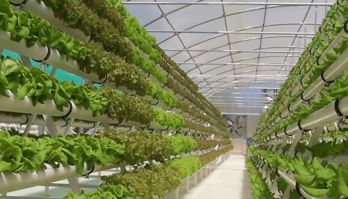 Food insecurity: Aeroponics to the rescue