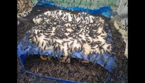 Black fly farming (1)