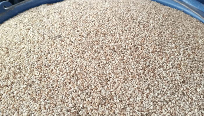 Passionate plea: Ebonyi sesame farmers look to government to boost production