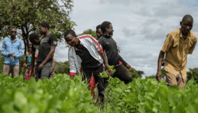 Nigerian agri-tech start-up, among World Food Prize finalists