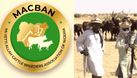 Miyetti Allah: Inside Nigeria’s most controversial cattle breeders group