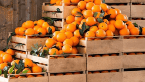 South Africa’s citrus exports rise by record 22% in 2025