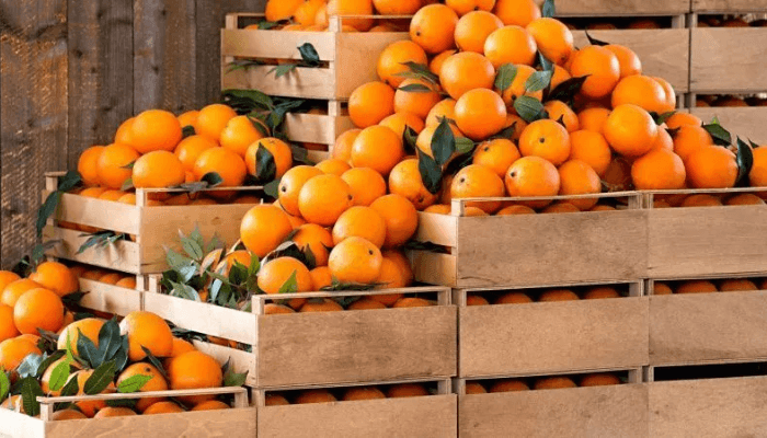 South Africa’s citrus exports rise by record 22% in 2025