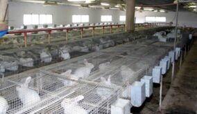 How-to-start-a-commercial-rabbit-farm-in-Nigeria-Rabbit-house-768×447
