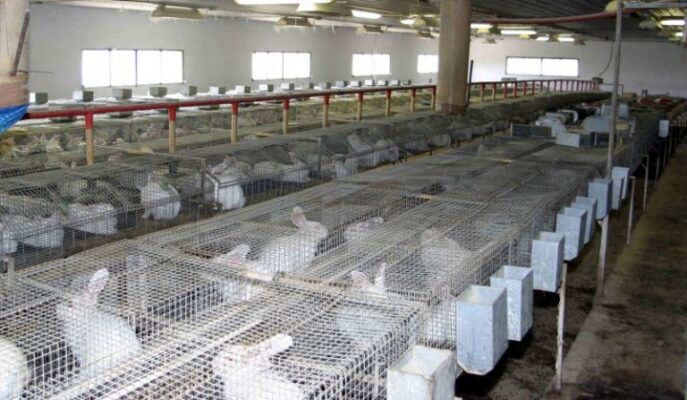 How-to-start-a-commercial-rabbit-farm-in-Nigeria-Rabbit-house-768×447