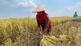 Indonesia achieves full self-sufficiency in rice, maize for first time
