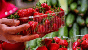 Nigeria grows strawberries, but poor infrastructure keeps them from markets