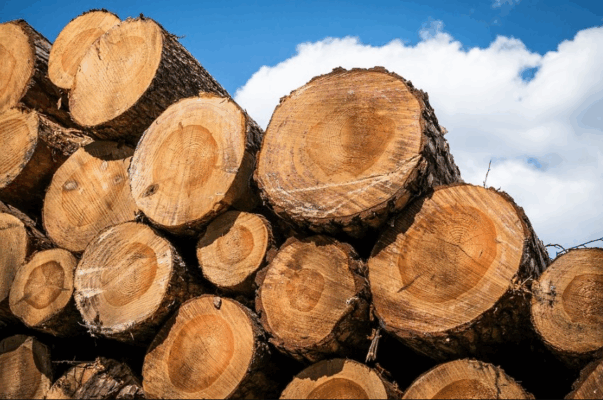 2026: Wood export ban to boost Nigeria’s furniture manufacturing