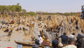 What to know about Argungu fish festival