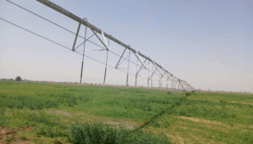 Queen of forage: How Alfalfa is changing the game for Nigerian dairy farmers