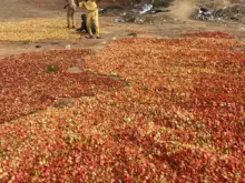 Post harvest loses