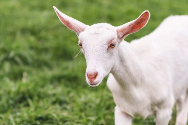 Saanen-Goat-Breed-Info-Characteristics-Breeding-and-Care-FI