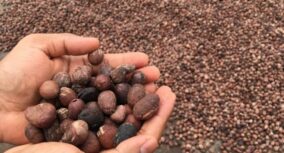 Shea nut