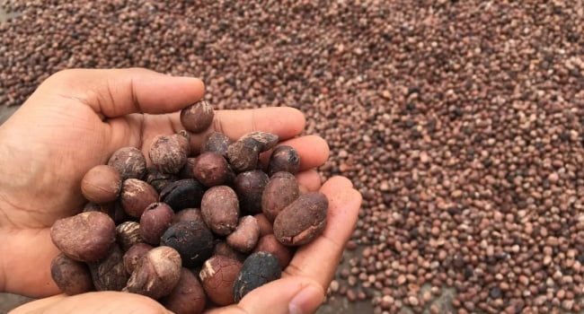 Shea nut