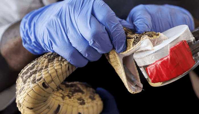 Deaths from snake bites rattle Senate, pharmacists