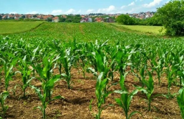 Farm1