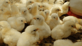 day-old-chicks-1