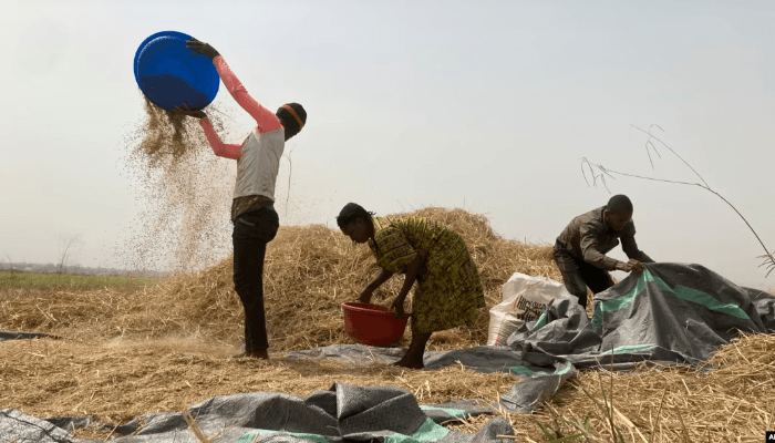 Land conflicts force farmers off fields, hamper food security