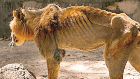 2027 The Lion is still hungry