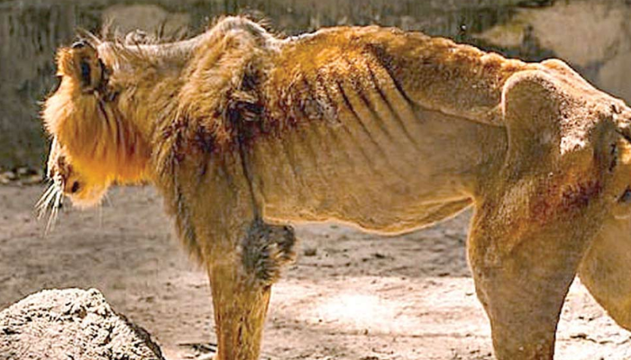 2027 The Lion is still hungry