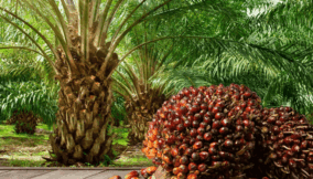 Reftop backs Palm Crest in push to expand oil palm business
