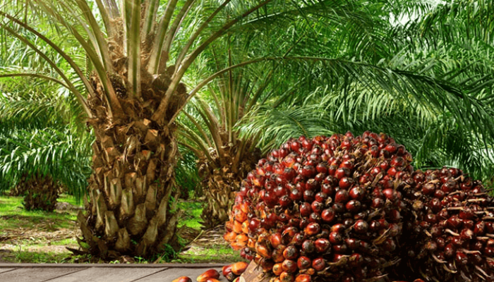 Reftop backs Palm Crest in push to expand oil palm business