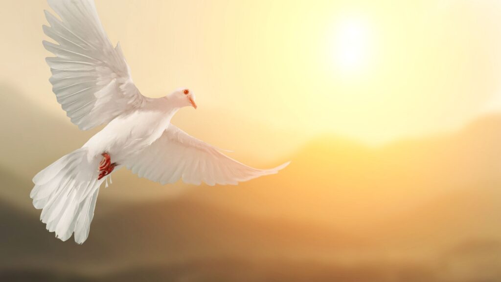 White Dove flying on Mountain vintage pastel background and beautiful light in international day of peace concept