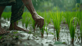 Best farming methods during the rainy season