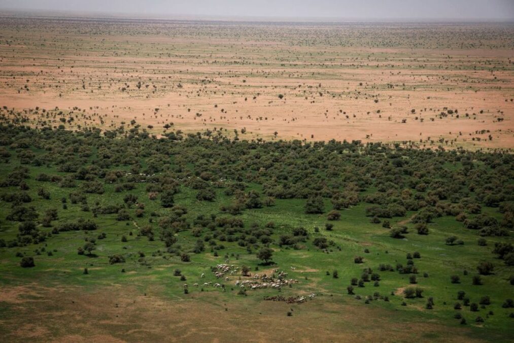 FG moves Great Green Wall headquarters to Kano to boost fight against desertification