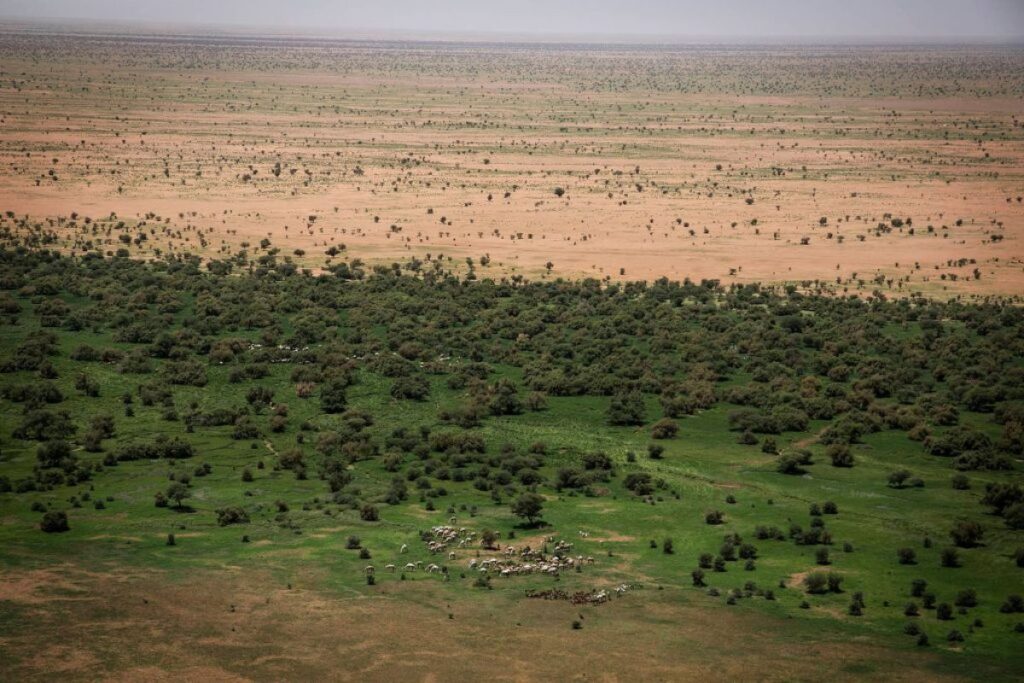 FG moves Great Green Wall headquarters to Kano to boost fight against desertification
