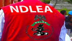 NDLEA Kaduna dismantles 662 drug joints, secures 245 convictions in one Year.