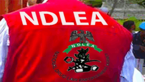 NDLEA arrests 429 drug suspects in one year in Abia