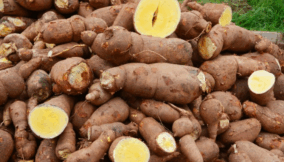 Nigeria’s cassava boom needs an industrial leap