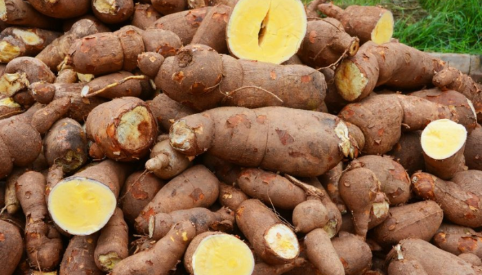 Nigeria's cassava industry requires significant advancement for growth